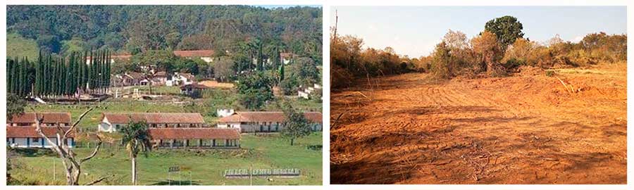 Comunidade de Pinhal luta para reaver terras do colégio agrícola doadas a empresa privada. Cafezal histórico está sendo destruído
